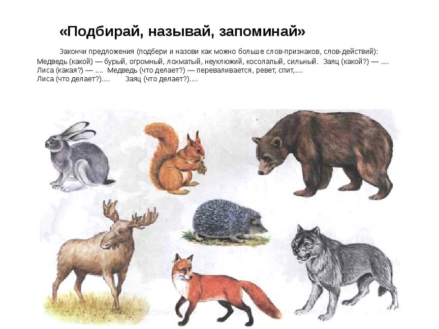 Что Едят Дикие Животные Картинки Для Дошкольников