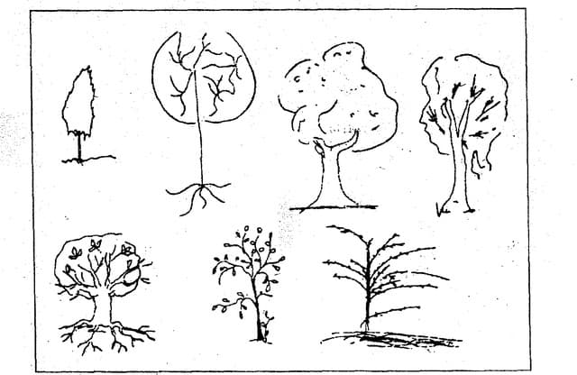 методика рисунок дерева, тест рисунок дерева